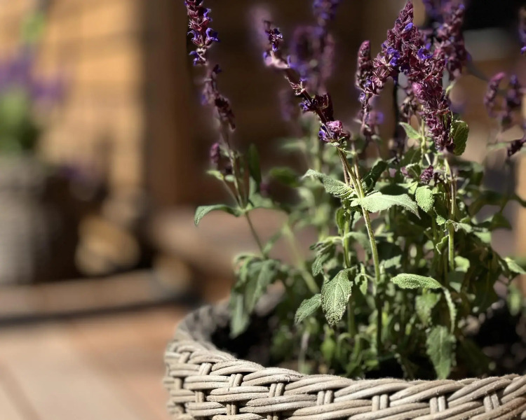 Глэмпинг YANTAR (Янтарь)