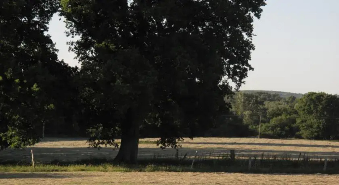 The Shepherds Return