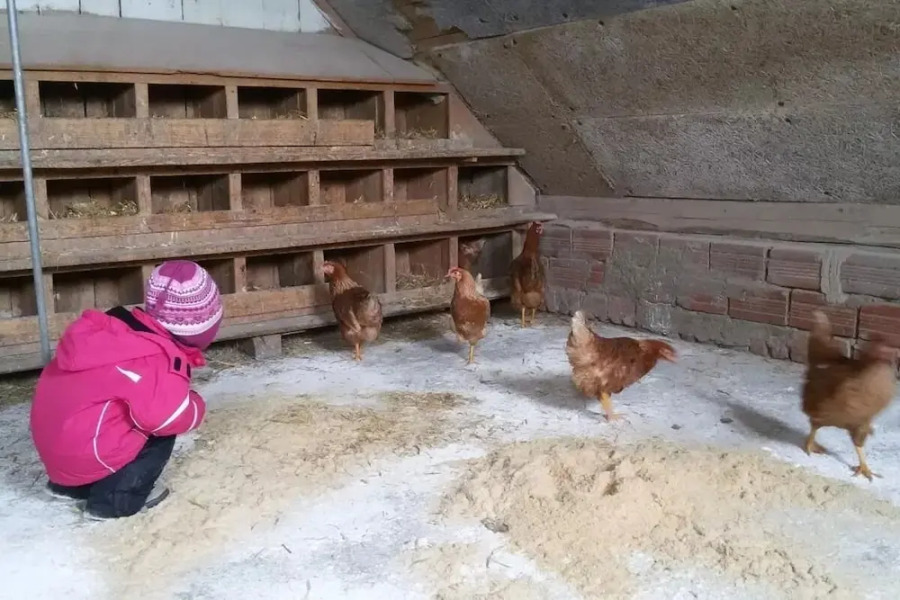 Ferienwohnungen Lichtenegger