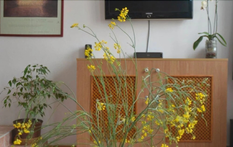 El Almendro y la Montaña