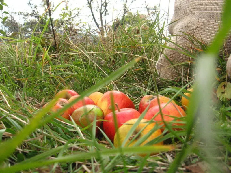 Pension Bunica Eugenia