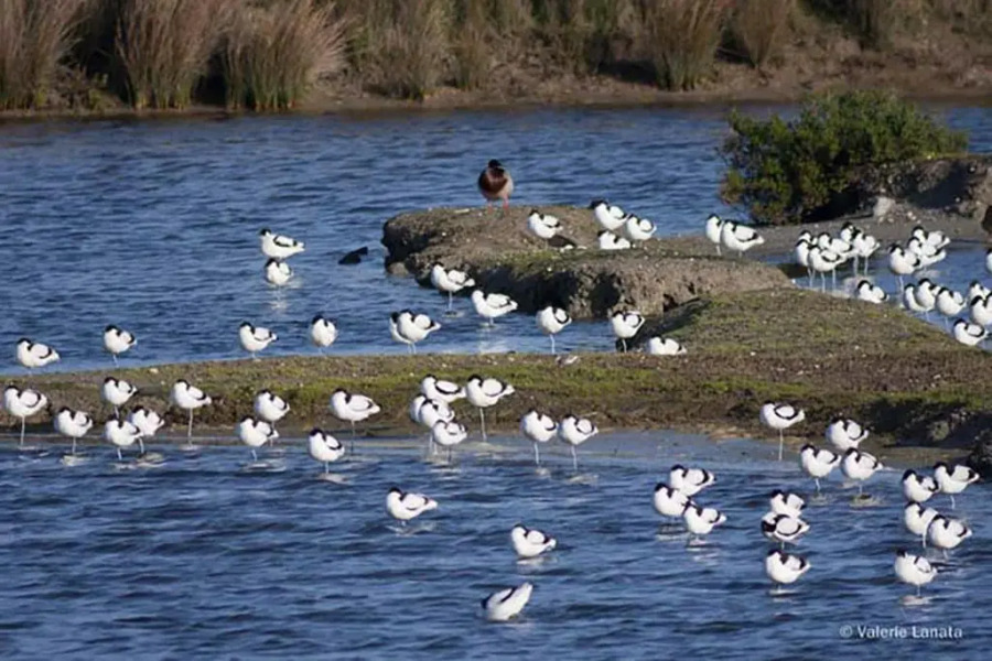 Le cachet d’une maison de centre-bourg à Beauvoir-sur-Mer