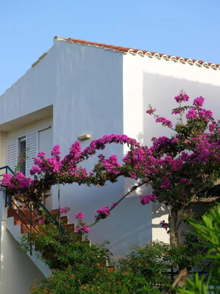 Mousses Apartments & Studios