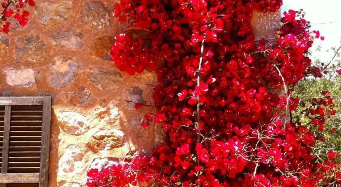 Casas Alquiler Tramuntana