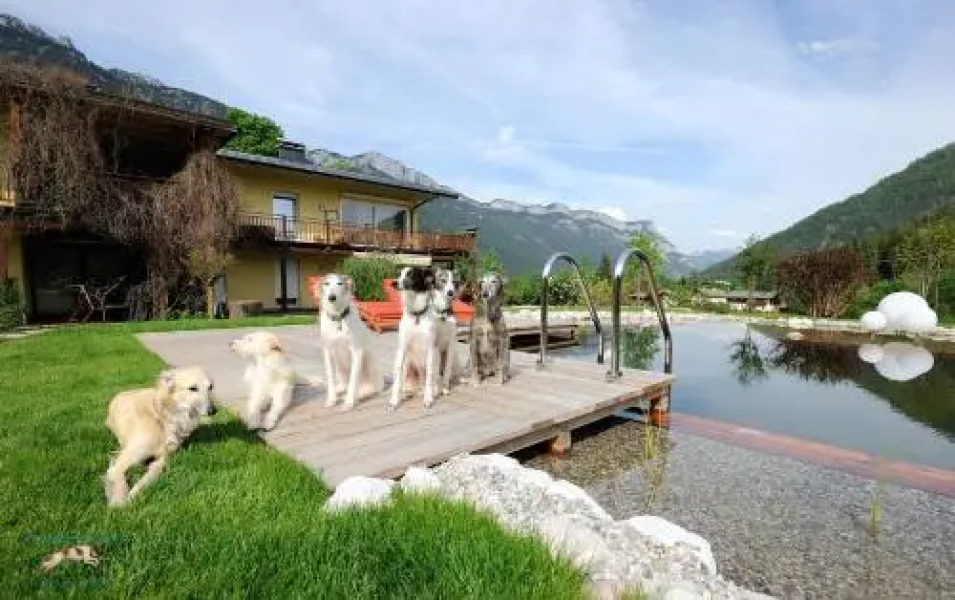 Apartment Steinplatte Waidring Kitzbüheler Alpen