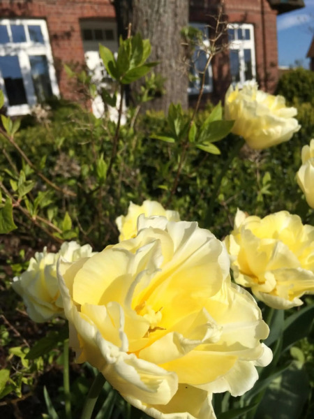Ferienwohnung Deichapfel im Alten Land (Jork)