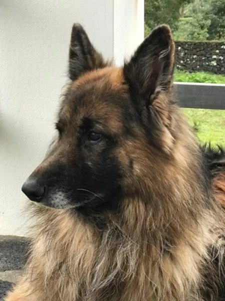 Property With 4 Bedrooms in Fenais da Luz, With Shared Pool and Wifi