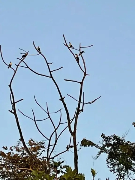 Finca Isla Wellness Retreat