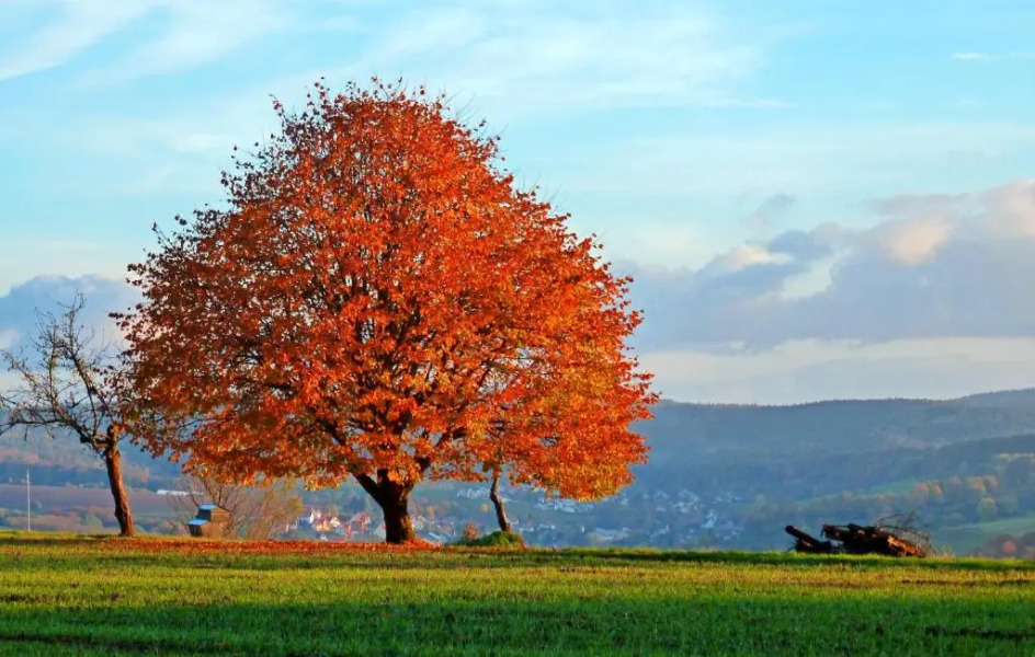 Landgasthof Grüner Baum