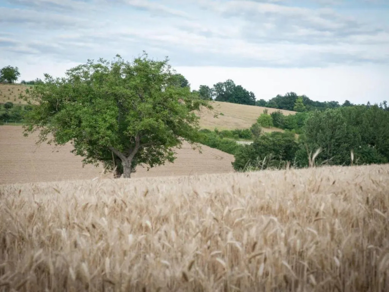 Gîte Fossemagne, 3 pièces, 4 personnes - FR-1-616-262