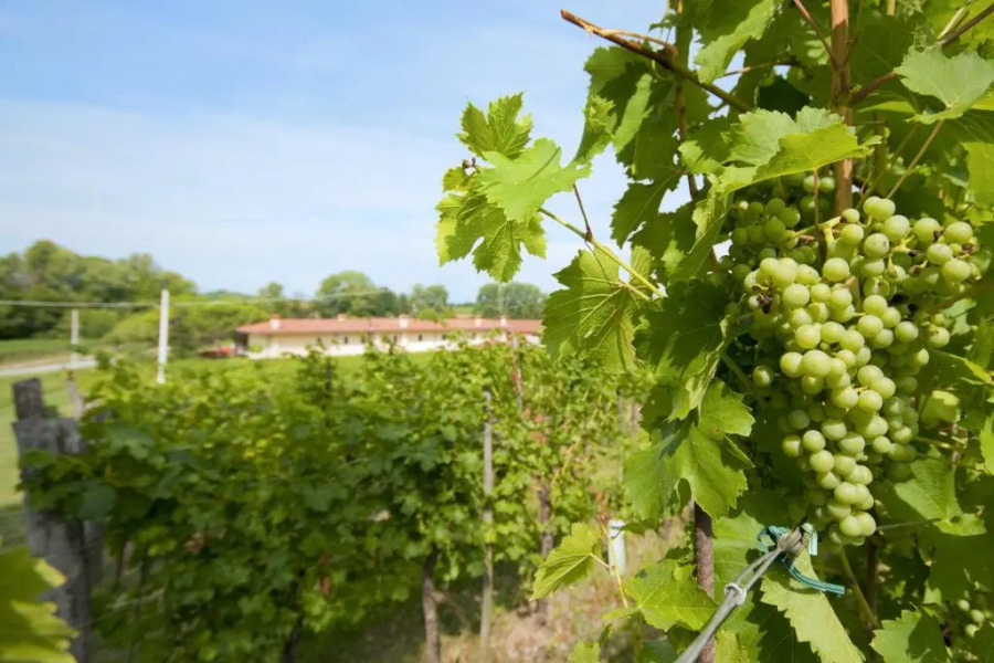 Alloggio Agrituristico CORTE SAN BIAGIO