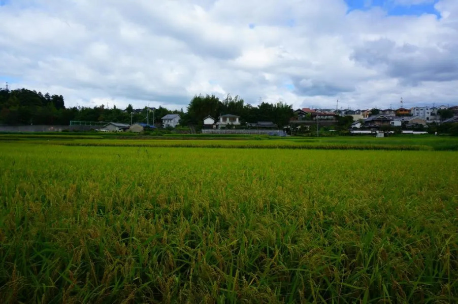 Atelier Bee's Knees Bed & Breakfast