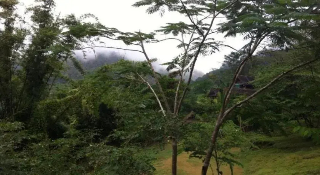 Chang Pai by John Bamboo Hut