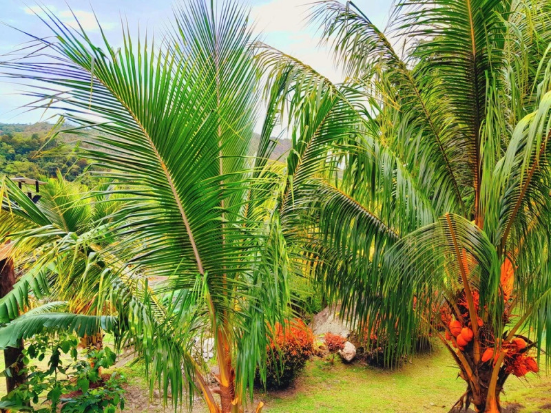 Pinard's Mountain Resort- Cottage 8