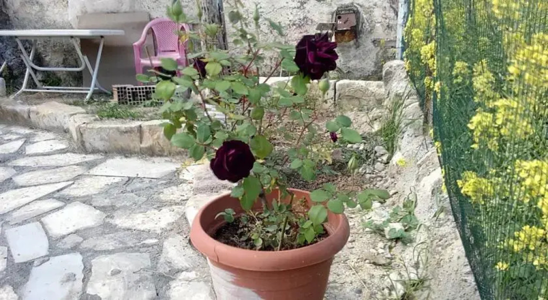 Homestay Halfeti Fırat Pansiyon