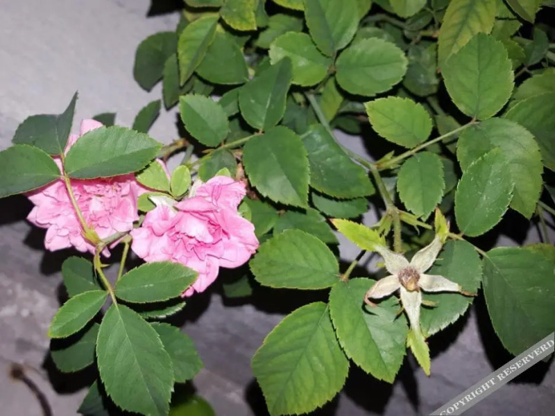 Maldives Dhigga Guest House