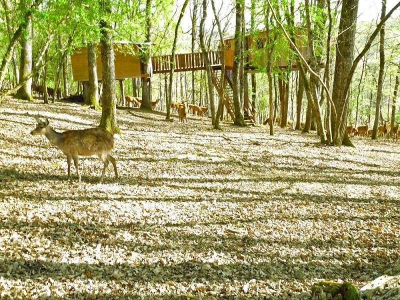 Cabanes Perchées Le Gaulois