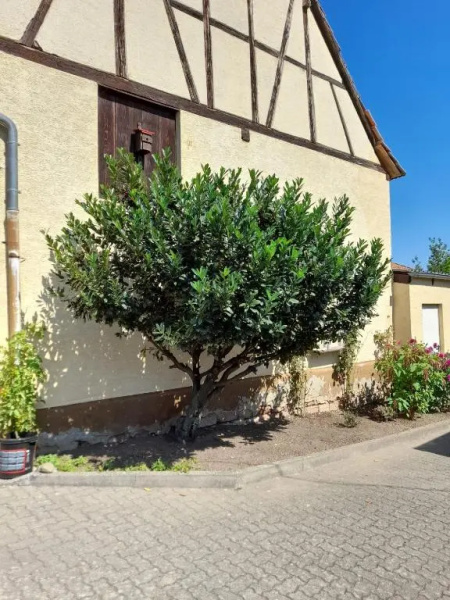 Ferienwohnung "Zum alten Kuhstall"