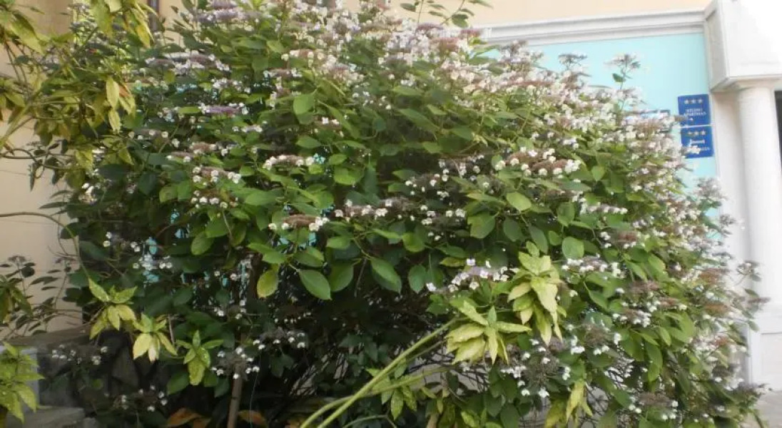 Apartmani Villa Kontesa