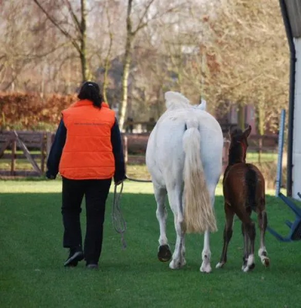 B&B La Ventilla Berlicum