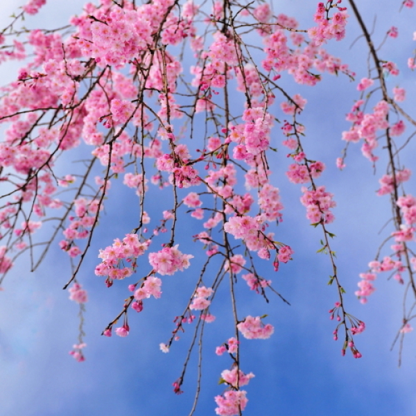 Oyado Taketori Monogatari