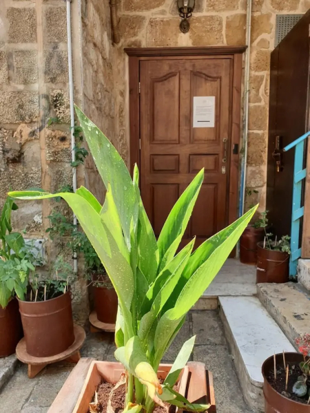 Zidan Sarai Suite