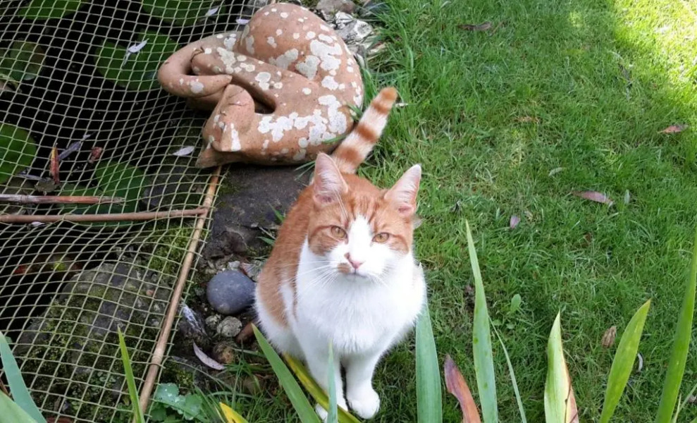 Rowlands Castle B & B