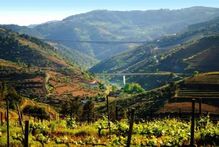 Casa Oliveiras do Douro