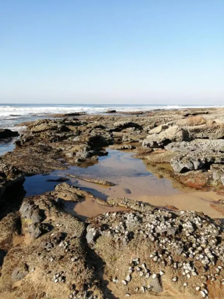 Pennington Ocean View