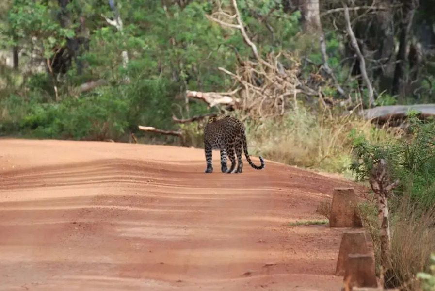 L.L.Tourist Inn & Safari jeeps