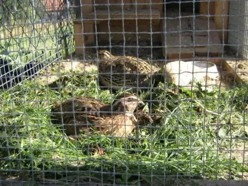 Ferienhaus zur Weinlaube