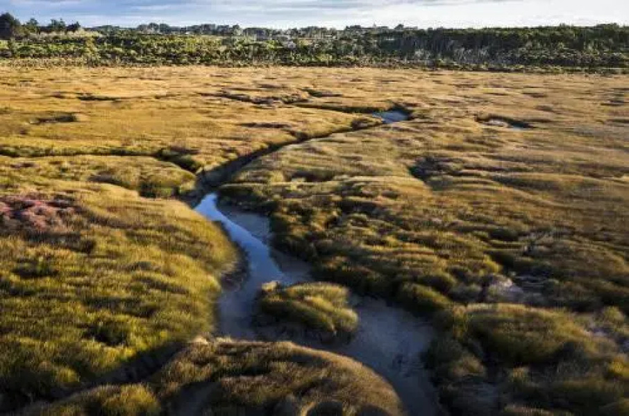 Bushy Point Fernbirds B&B