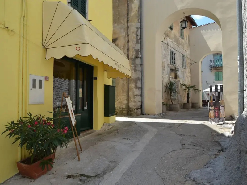 Laurus Tuli Evica in Tuli Evica