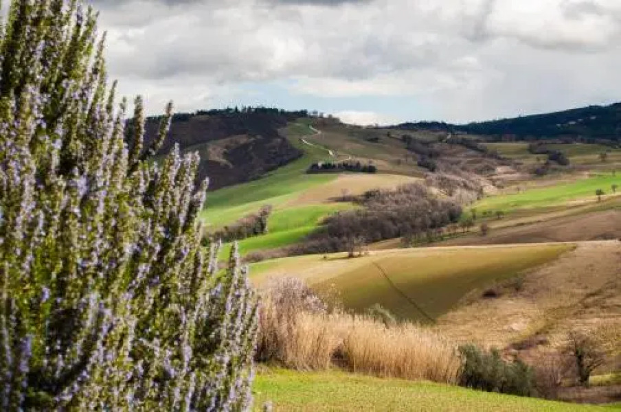 Farm stay Agriturismo Casa Martelletto