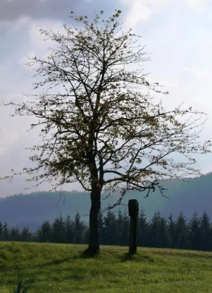 Ferienwohnung Tischneck