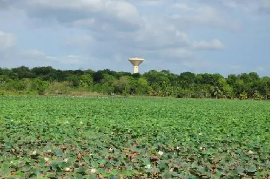 Goldan Oriale Guest House