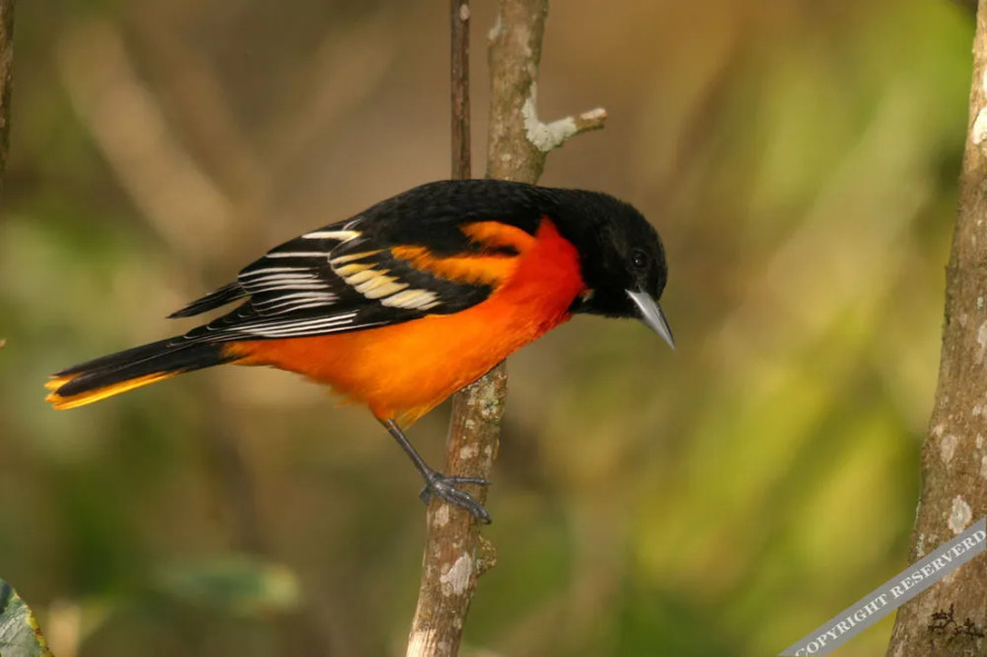 Yatama Ecolodge Sarapiqui