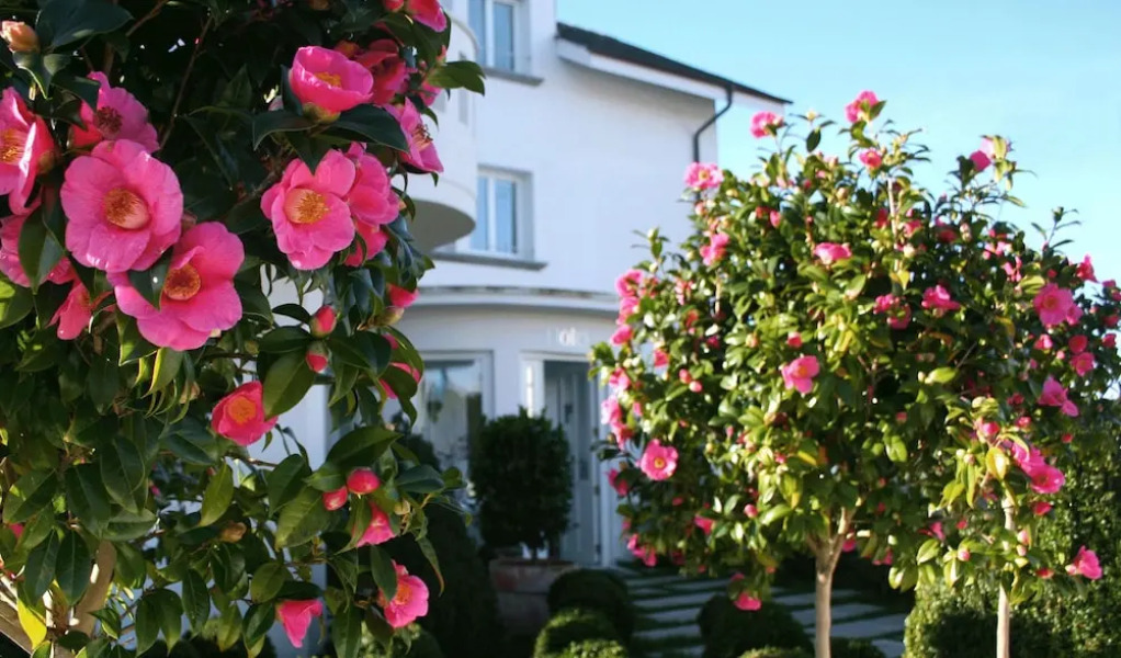 La Casa de Las Camelias