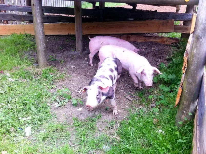 Kinderhotel Appelhof