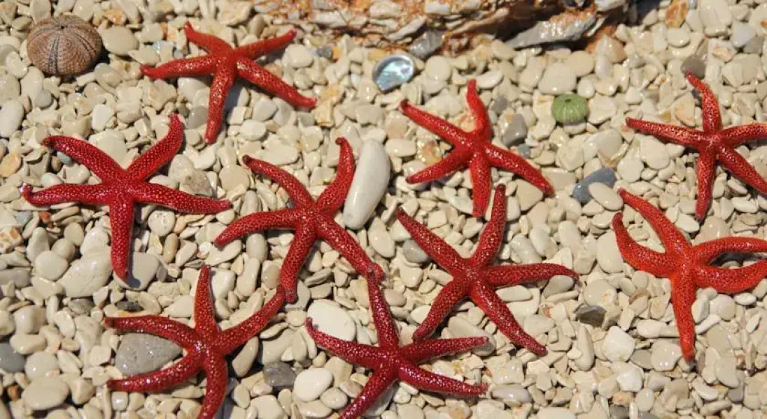 Apartments and Rooms Batoš