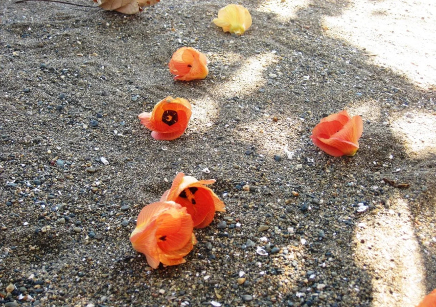 Dancalan Beach Resort