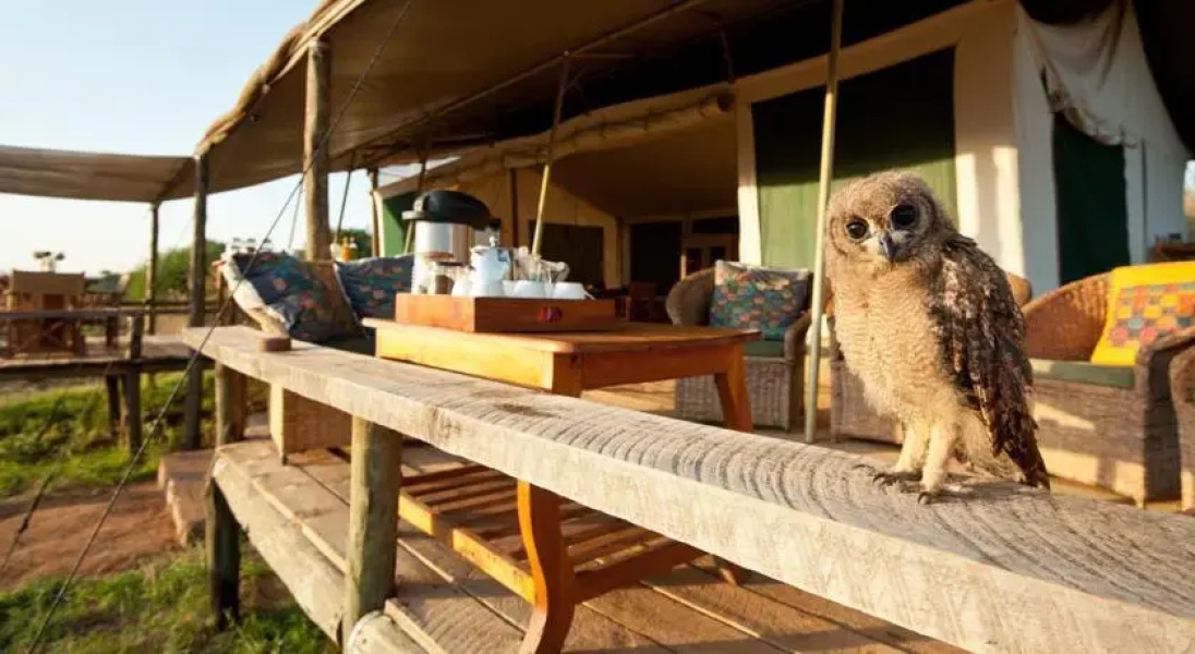Laikipia Wilderness Camp