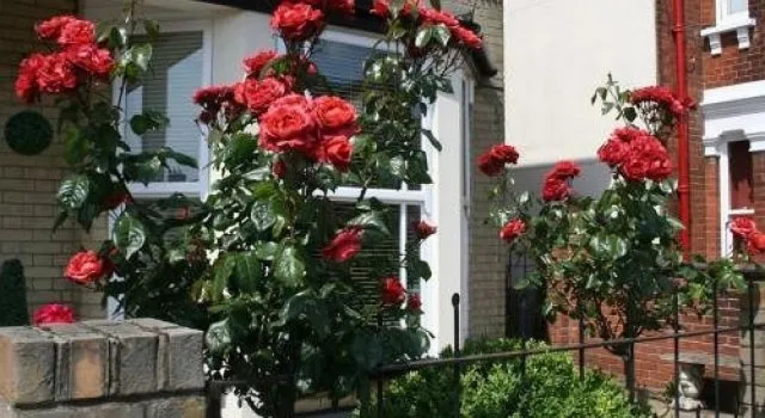 Cranmoor House - B&B