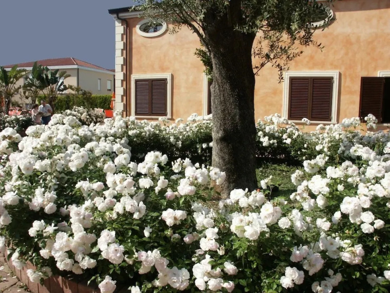 Residence Baia Infreschi