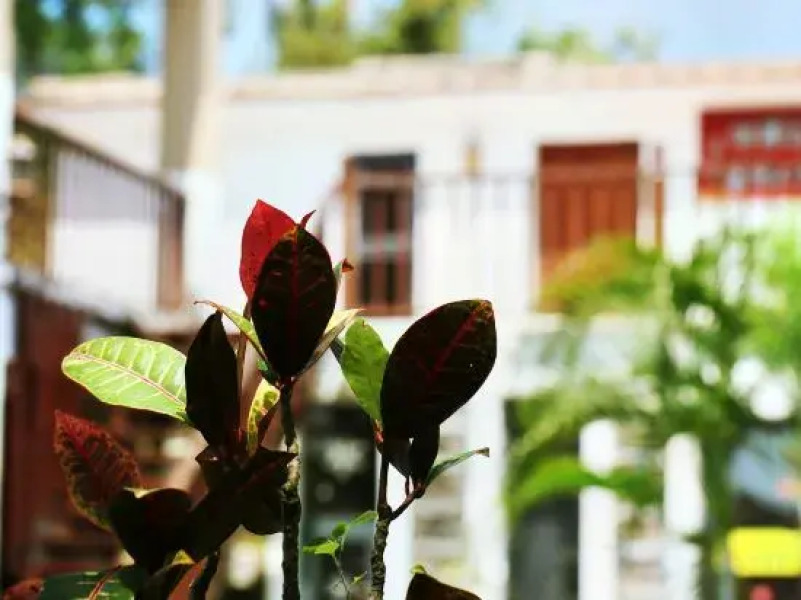 Feiyu Islande Life Guest House