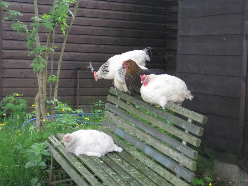 No.5 - Ferienwohnung Schkade