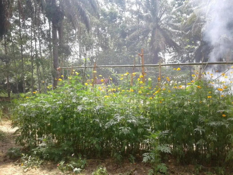 Suan Bang Bon, B&B - INN