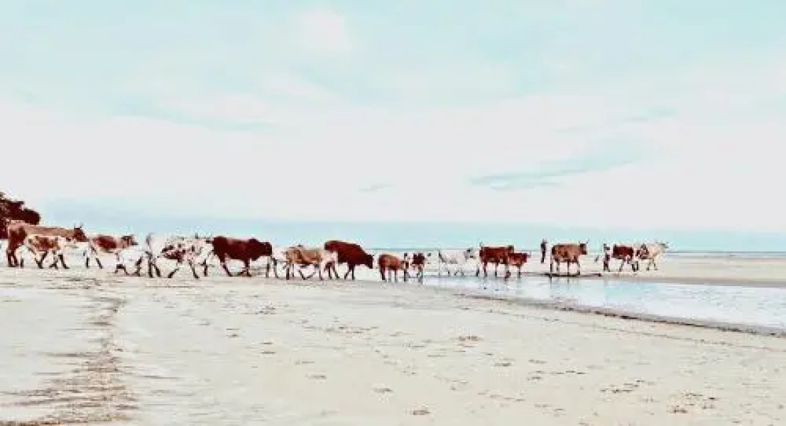 Purple Haze Eco Lodge