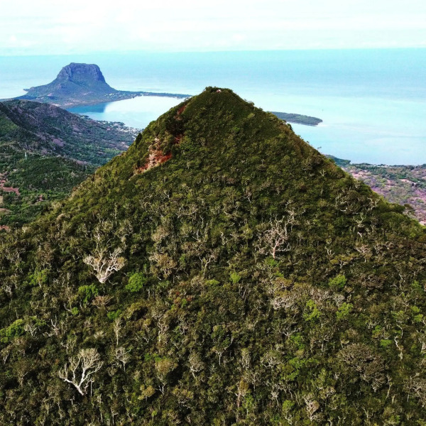 Tenexia - Morne Brabant Studio