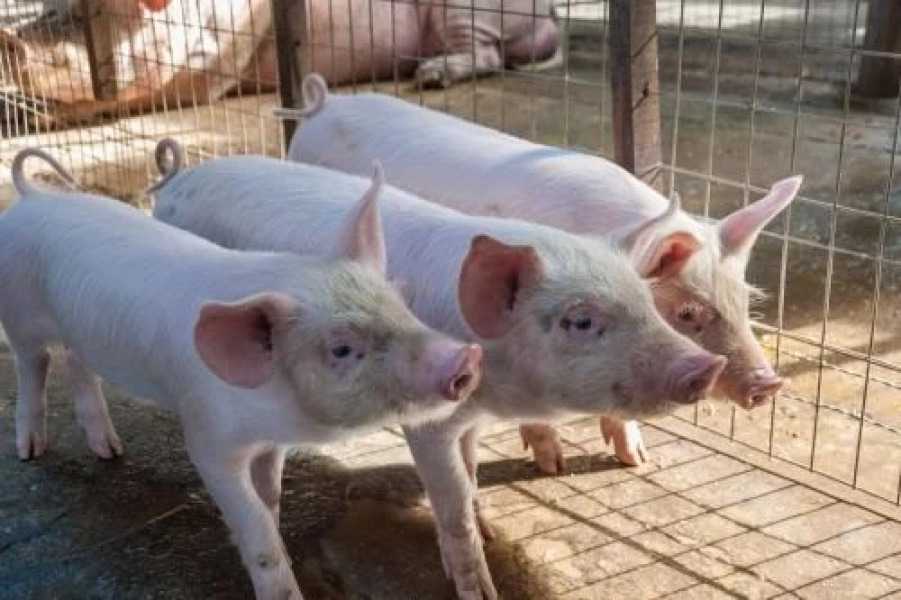 El 44 Reserva Natural de Tiempo Libre